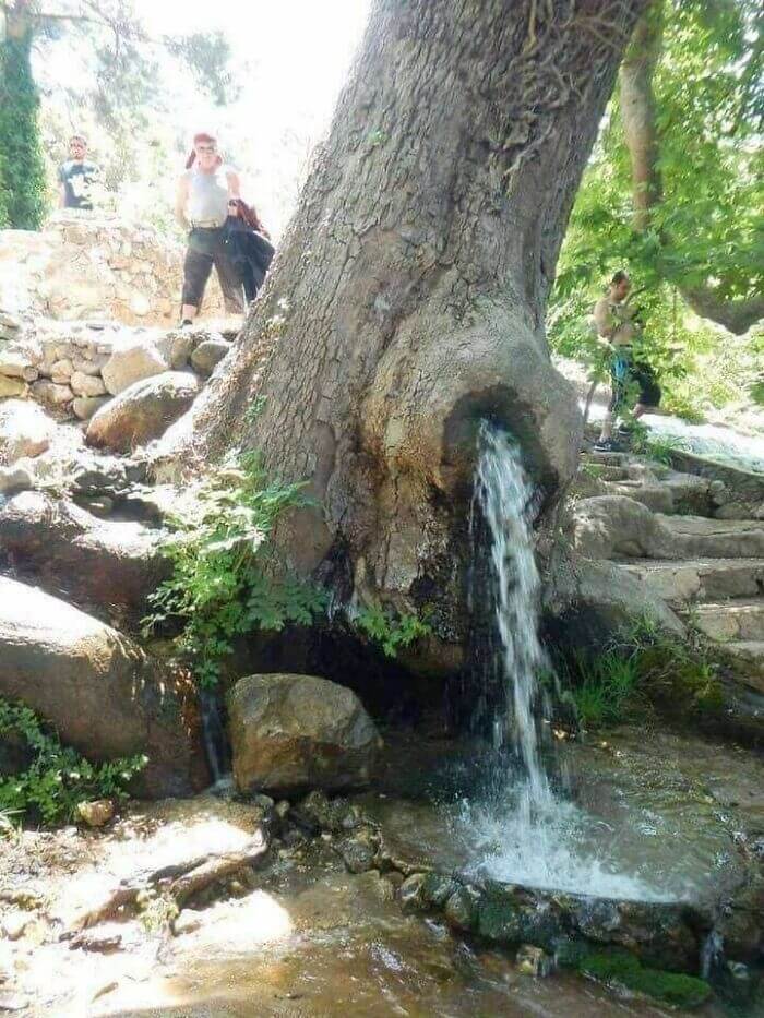 This Spring Flows Through A Living Tree