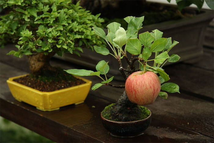 The Bonsai Tree Grew A Full Sized Apple