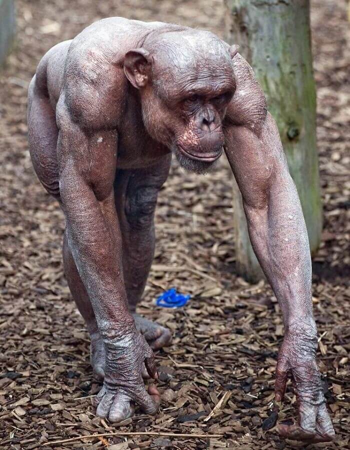 Alopecia Reveals The Muscles Of A Chimp