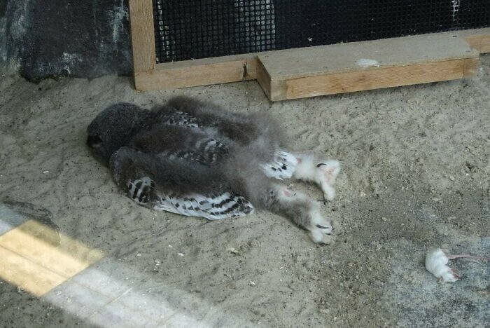 Baby Owls Sleep Face Down For A Funny Reason