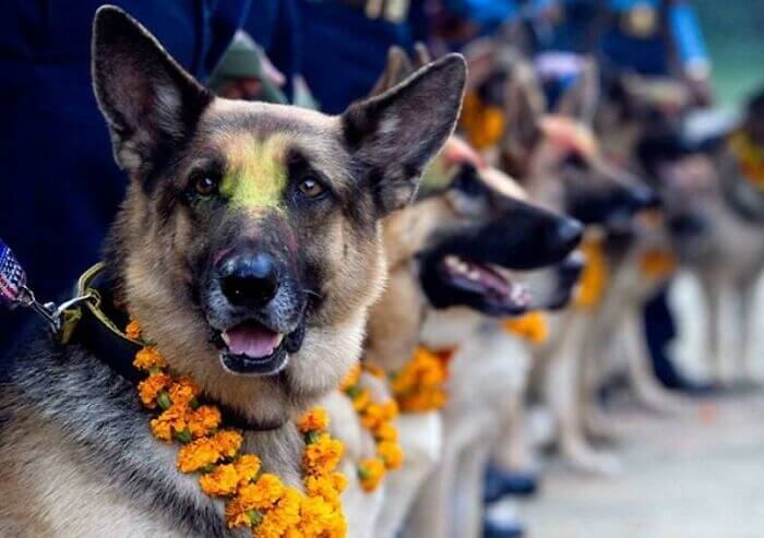 There Is A Day To Worship Dogs In Nepal