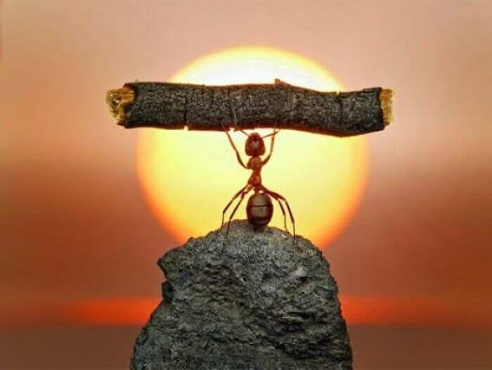 The Warrior Ant Preparing For Battle