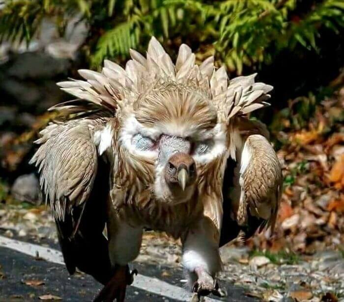 Himalayan Griffon Vulture Showing Off Its Feathers