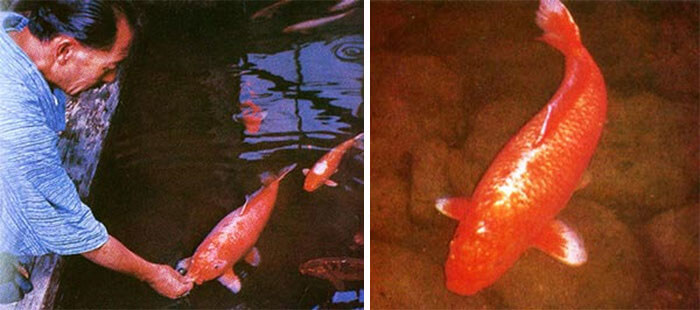 The Longest Living Koi Fish Was 226
