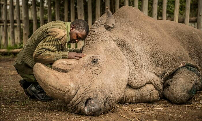 The Last Male Northern White Rhino