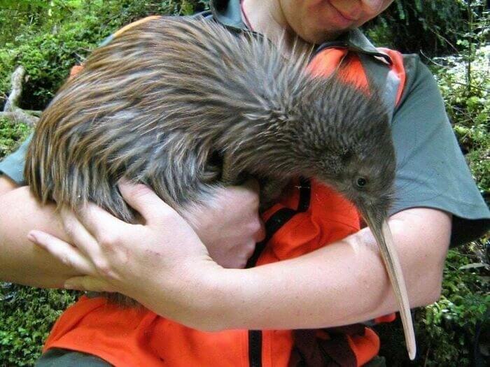 This Is The Real Size Of A Kiwi