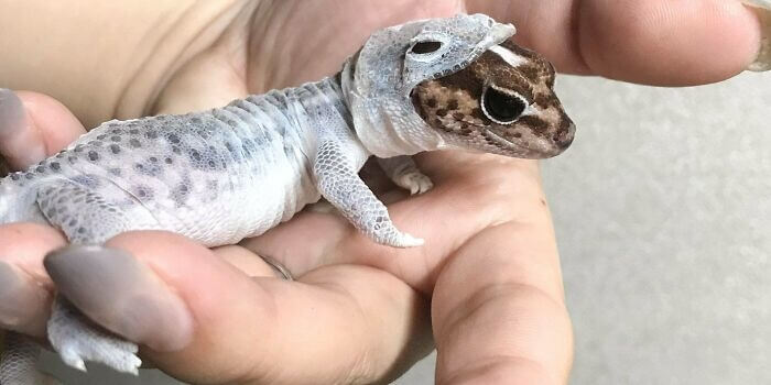 Tiny Lizard In A Spacesuit or Shedding Skin?