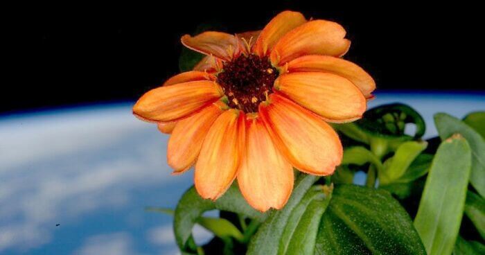 This Flower Was Grown Entirely In Space