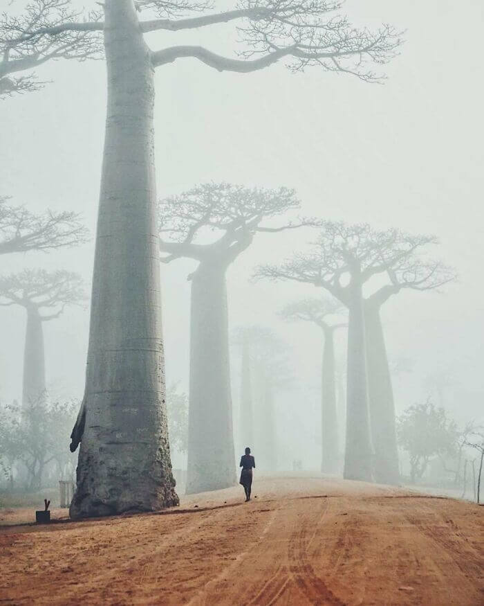 Baobabs In The Mist
