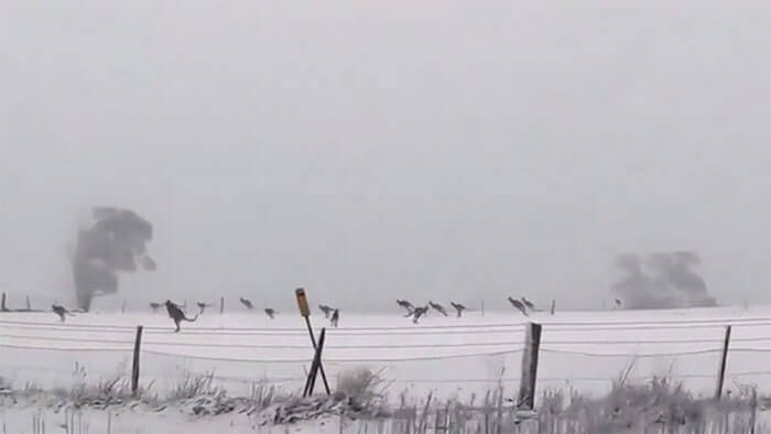 Kangaroos Hopping Through The Snow