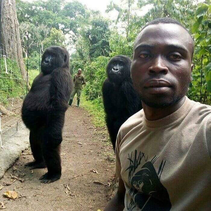 Gorilla's Pose For A Selfie With The Anti-Poaching Guards