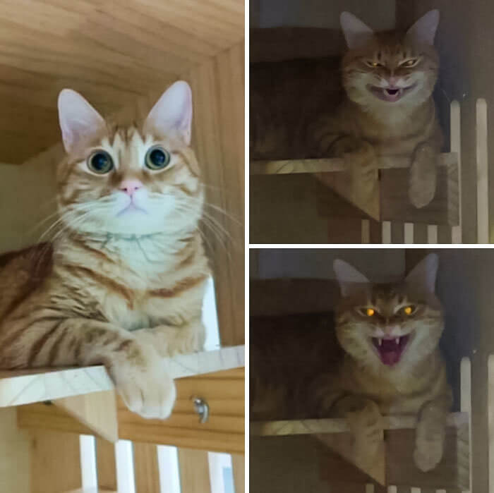 A Cute Kitty With an Endlessly Serious Stare