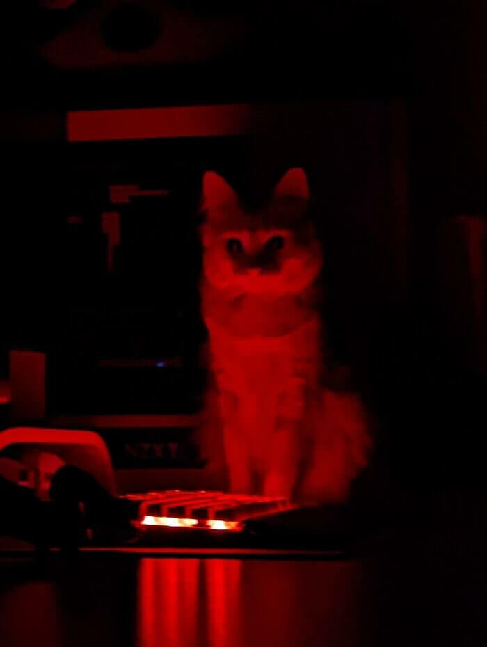 A Cat's Nightly Glowing Red Hobby