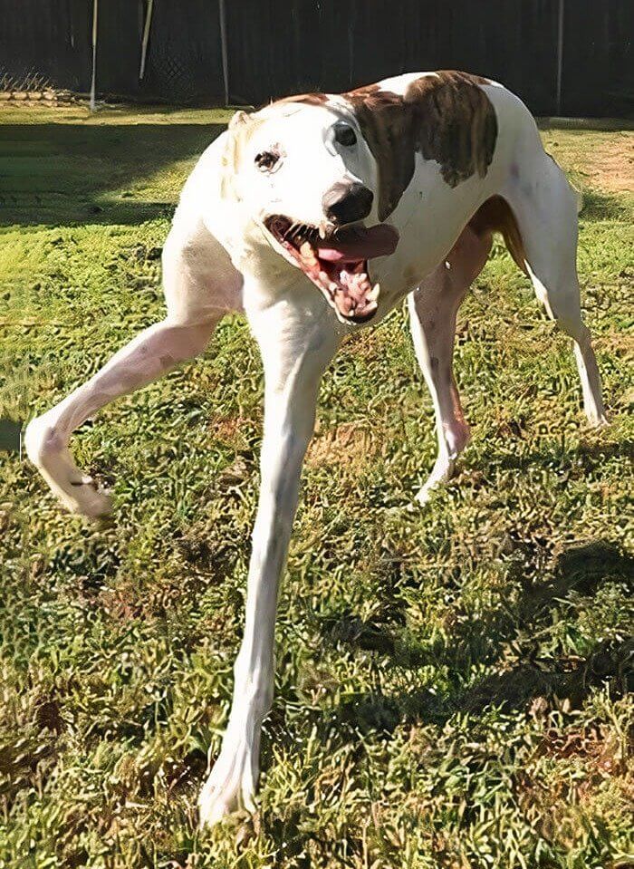 Stanley, a Dog With Character