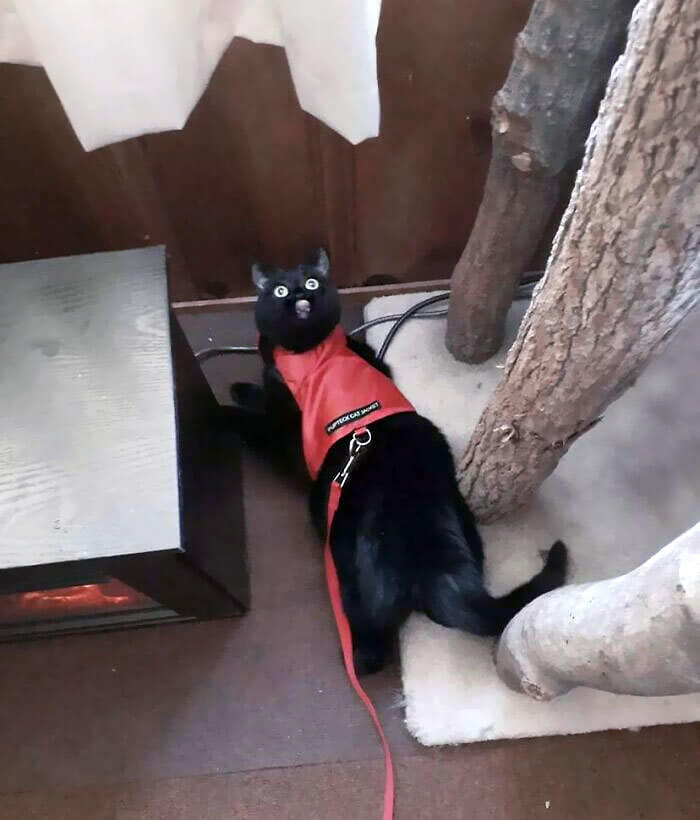 When Cats Channel the Spirit World