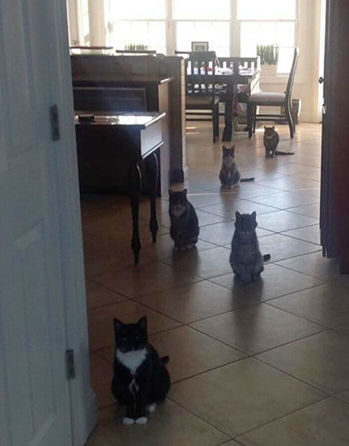 This Serious Cats Demand Treats- Or Else