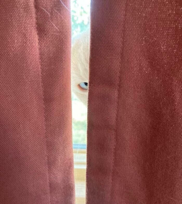 The Furry Eye of Fright and Mischeif