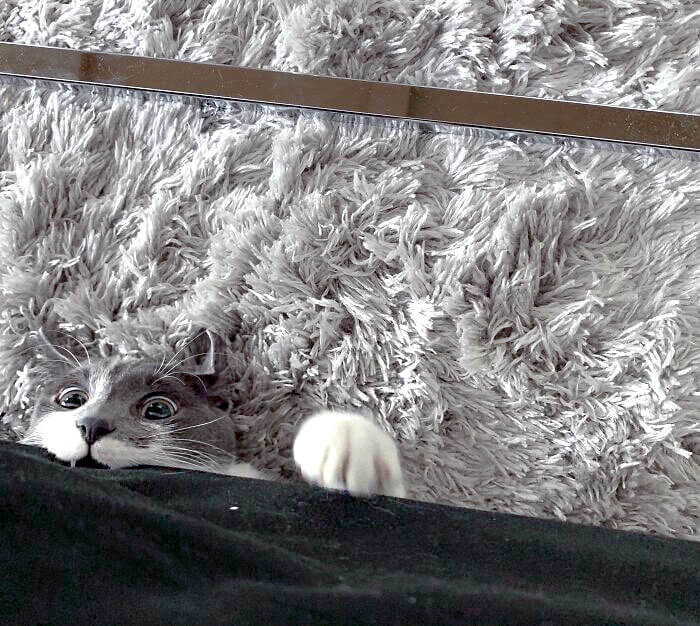 Under-Couch Ninja Named Blue