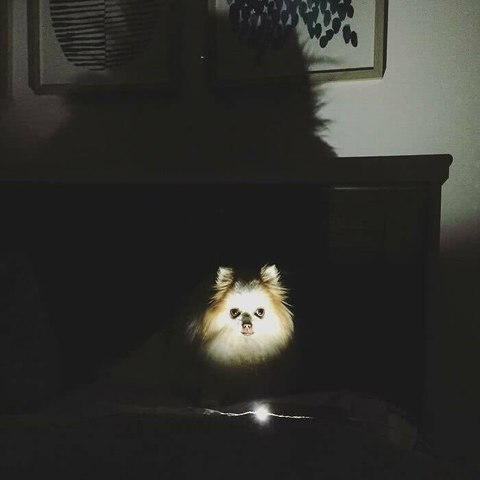 A Pomeranian's Plotted Prank