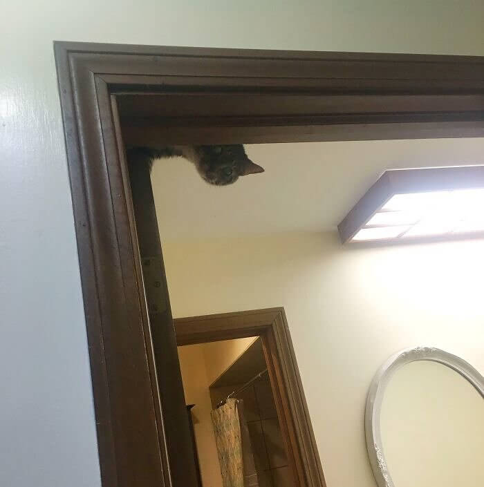 Cat Startles Owner With a Sneaky Peak