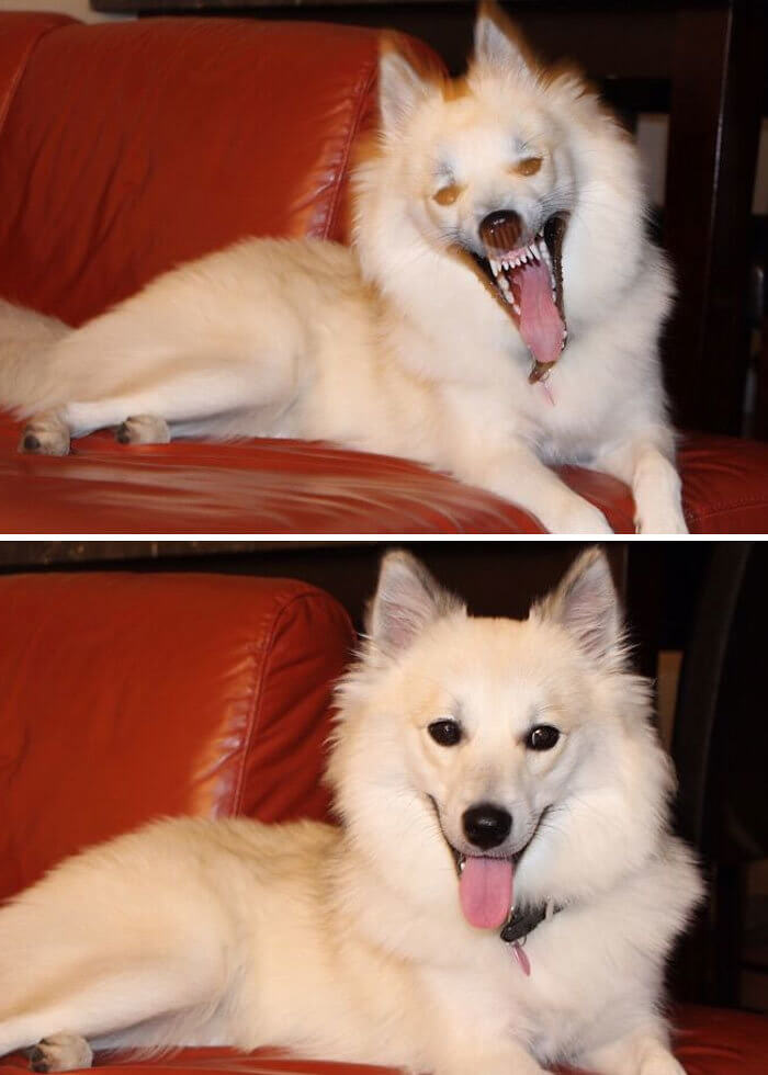 The World's Flashiest Puppy Yawn