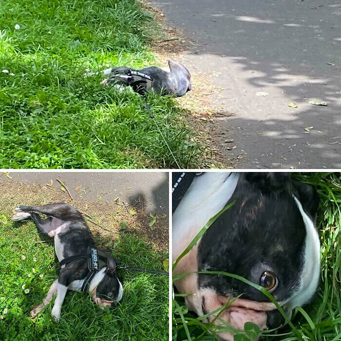 Where Playing Dead Steals the Spotlight