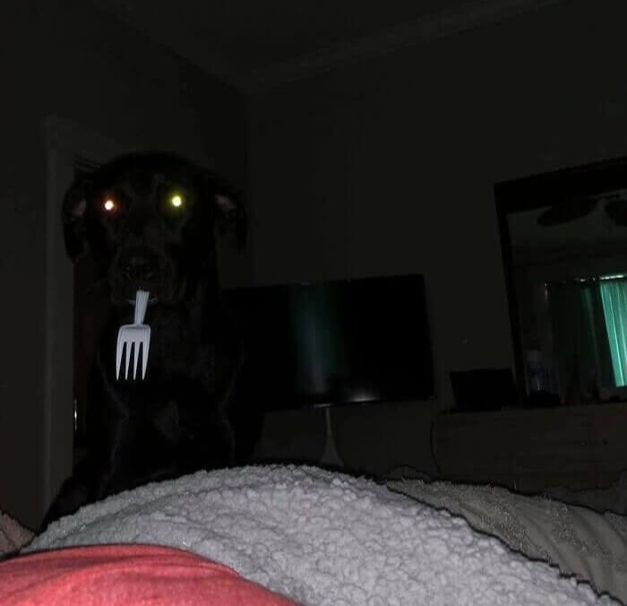 The Sweetest Fork Thief Around