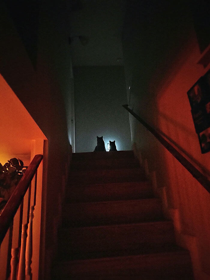 These Cats Have Mastered Midnight