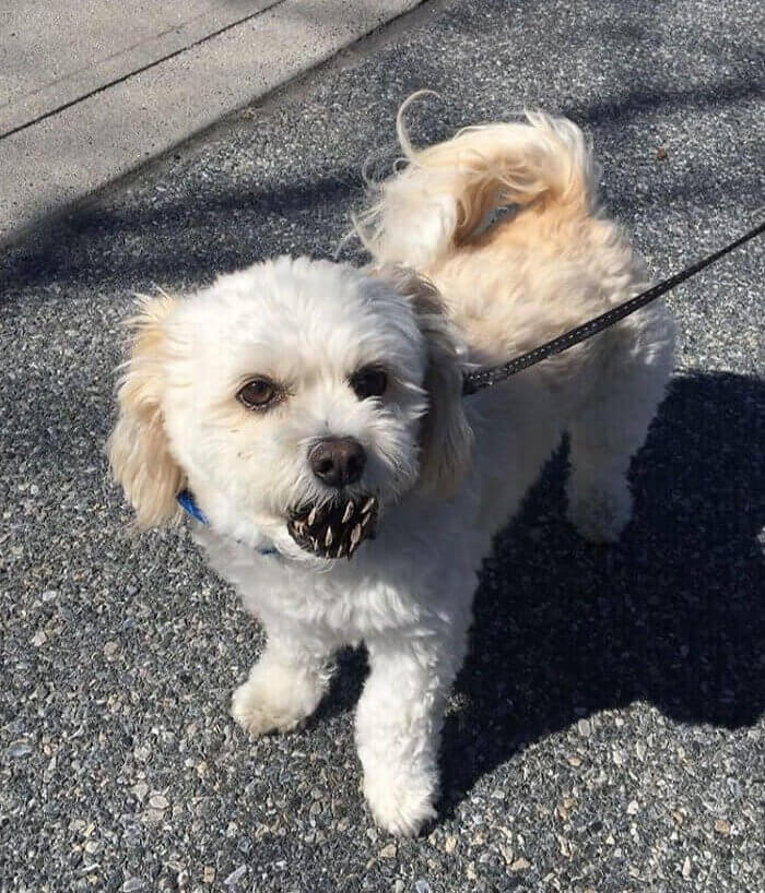 A Dog's Moment of Teeth and Trickery