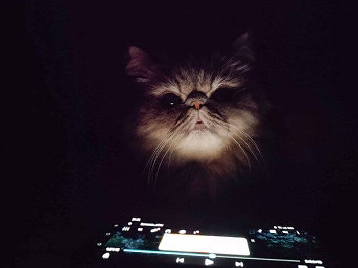 Hungry Cat Caught in the Dark