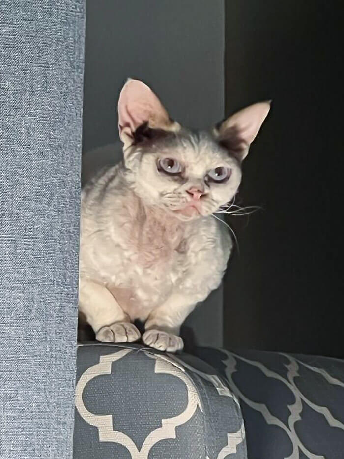 A Grumpy Cat With a Grumpier Morning Face