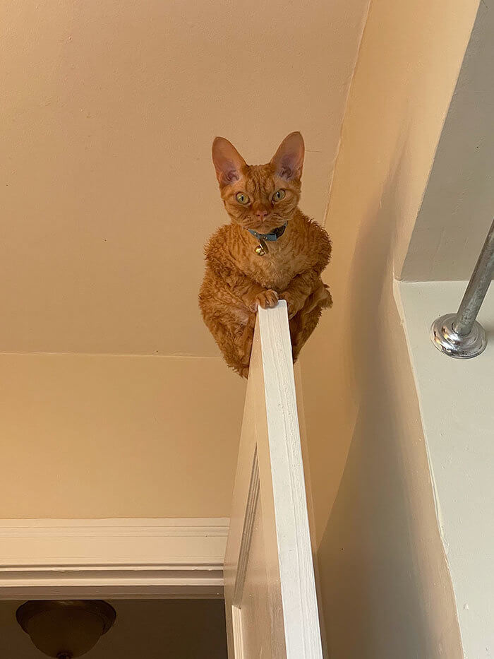 Gar, the Cat With No Boundaries