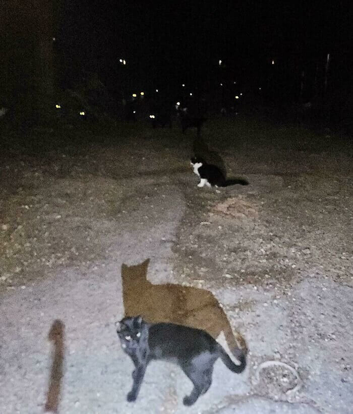 When Cat Eyes Light up the Night