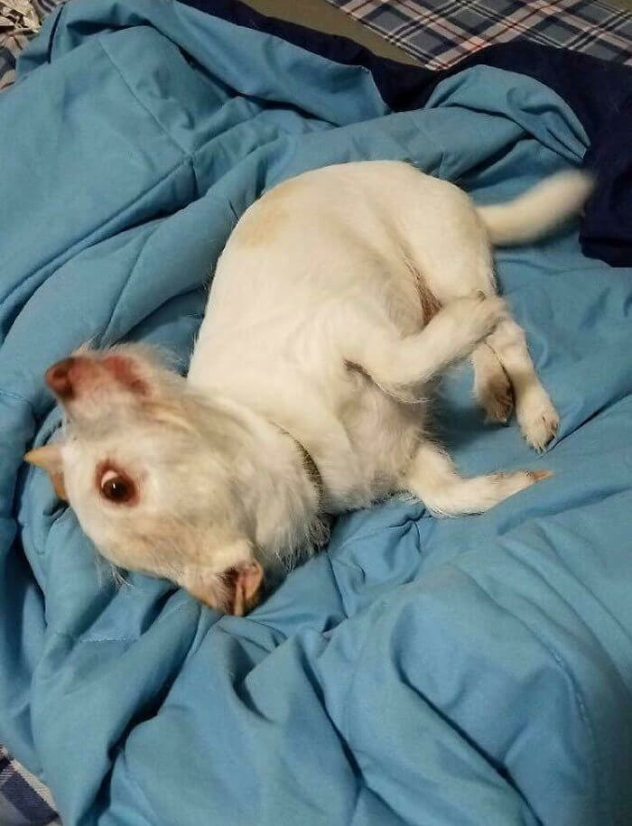 Fluffy Pup's Wooly Confusion