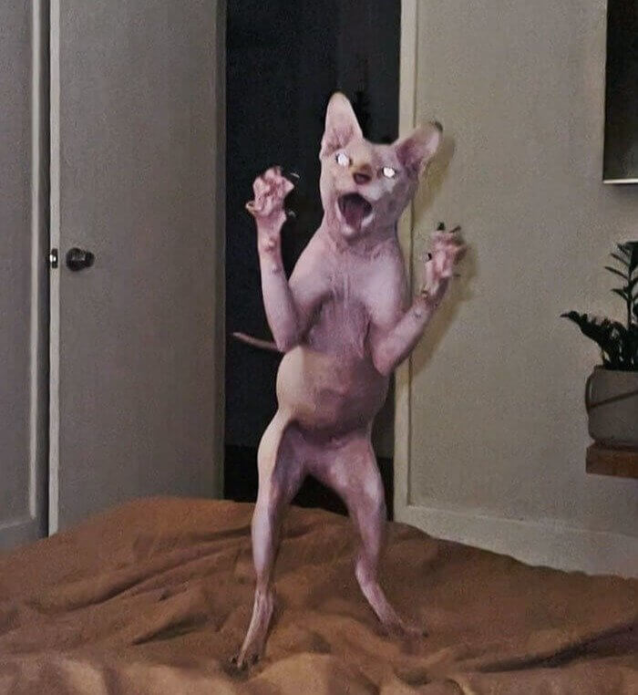 A Hairless Cat's Jump of Terror