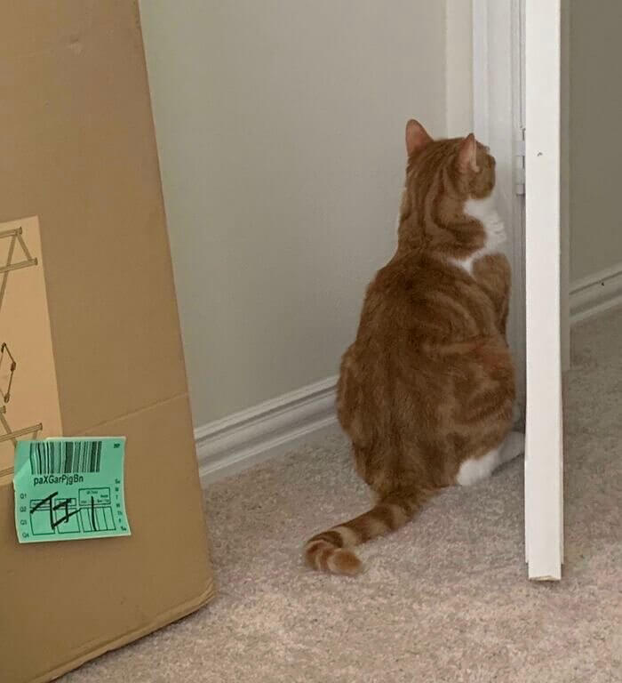 The Confusing Wall-Staring Cat