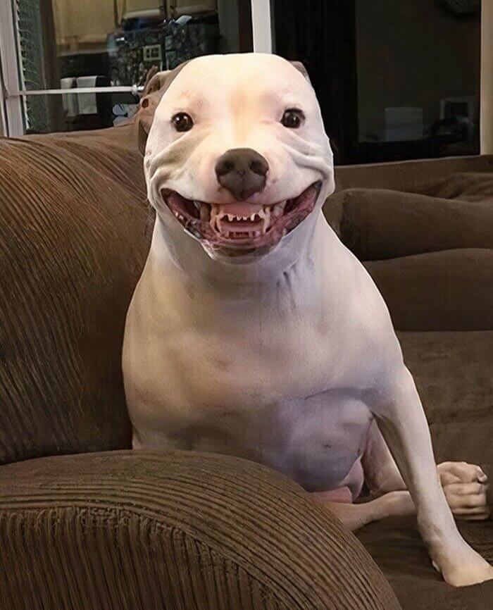 If Only Dogs Could Be Comedians