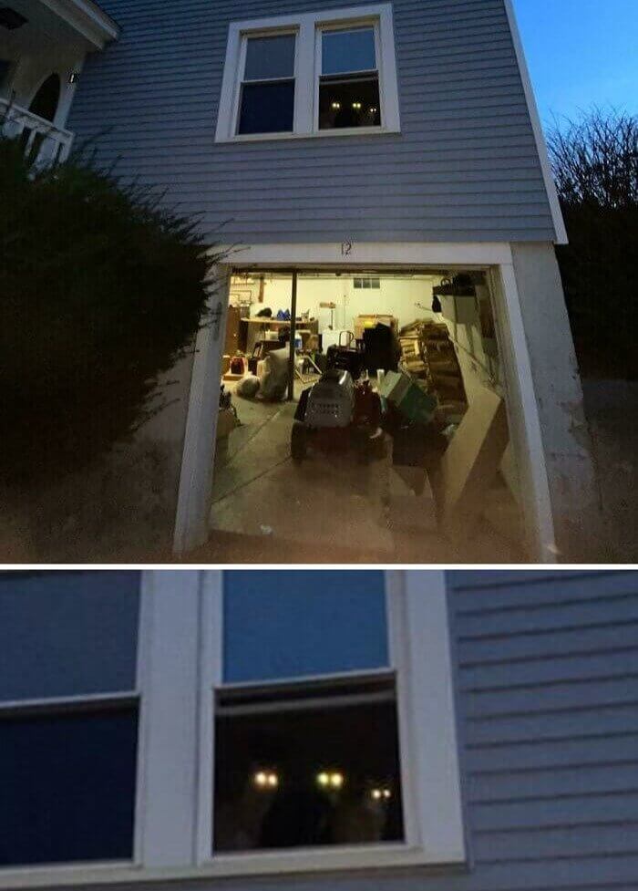 An Owner's Glowing Cat Trio