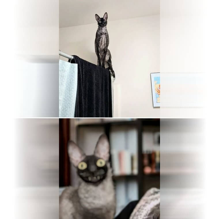 It's Not a Monster, It's Just a Cat