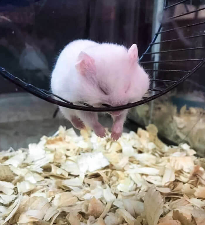 A Hamster Nap Takes a Scary Turn