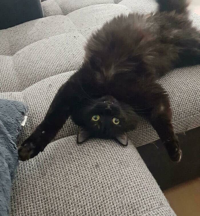 Cut Turns Into an Upside-Down Yogi