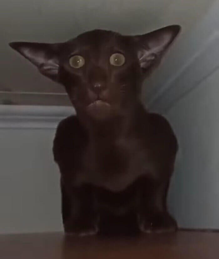 The Fluffiest but Cutest Nightmare Ever