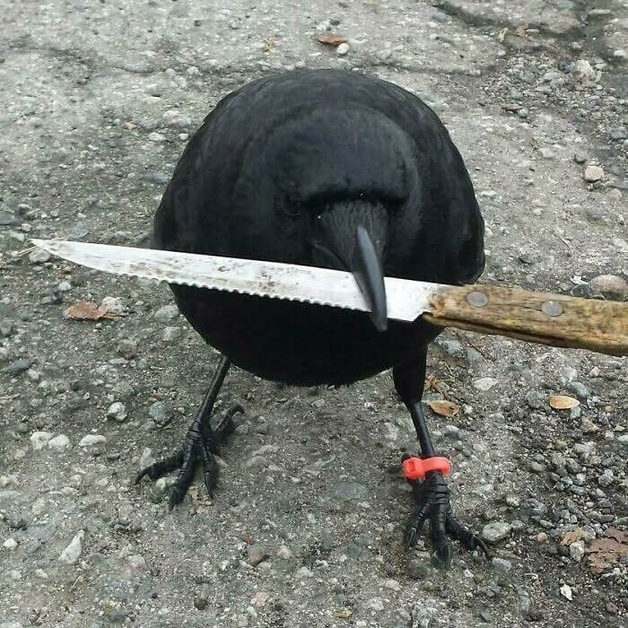 The World's First Feathery Knife-Wielder