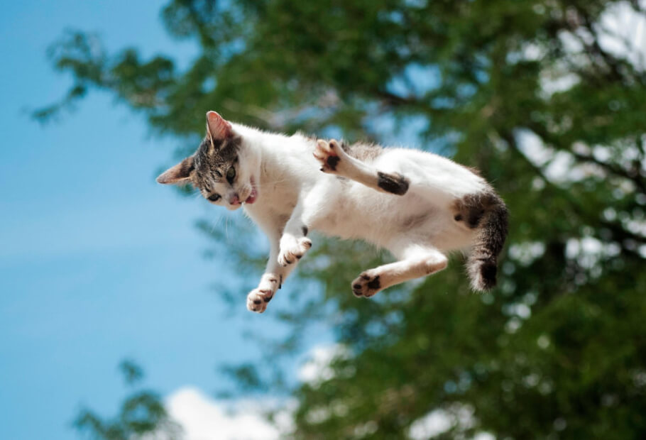 Funny Moments When Pets Gave Their Owners a Scare