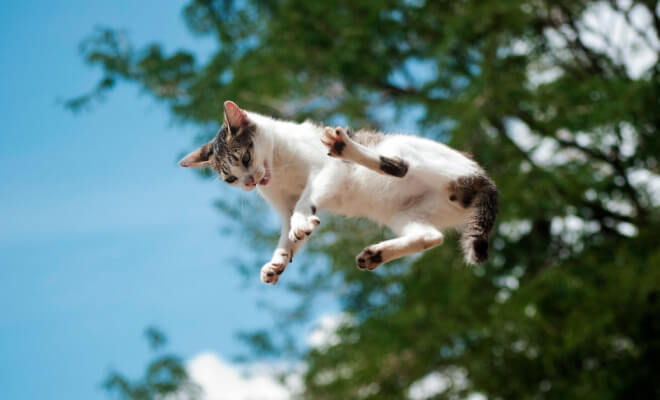 Funny Moments When Pets Gave Their Owners a Scare