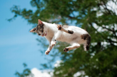 Funny Moments When Pets Gave Their Owners a Scare