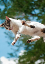 Funny Moments When Pets Gave Their Owners a Scare