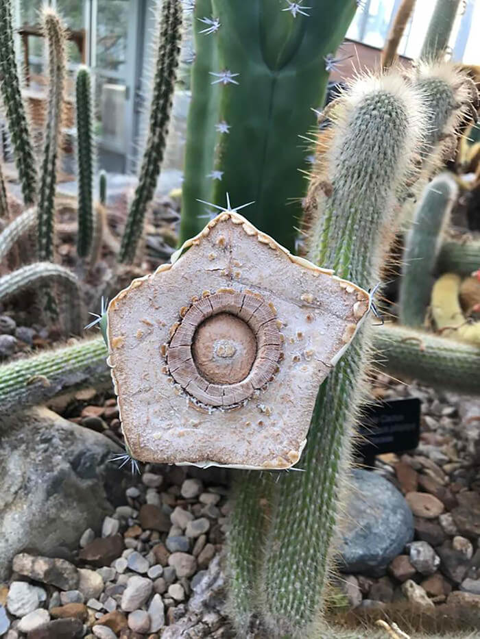 A Cactus