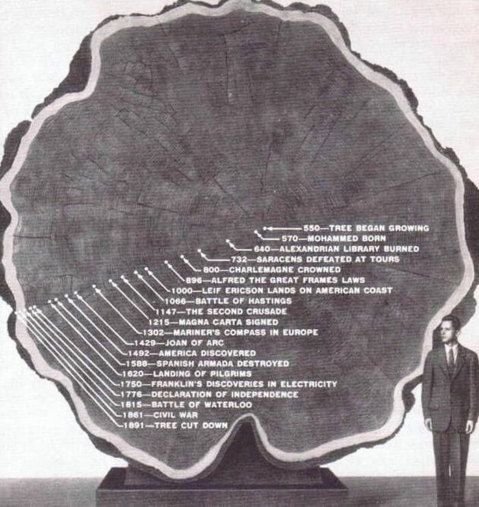 The Giant "Mark Twain Tree"