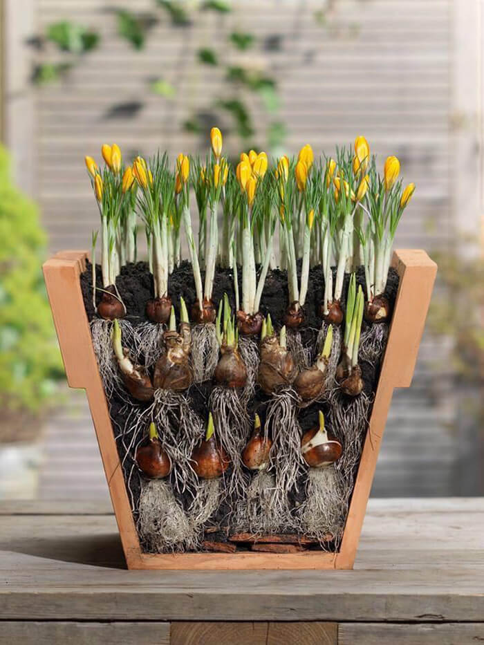 Bulb Planting
